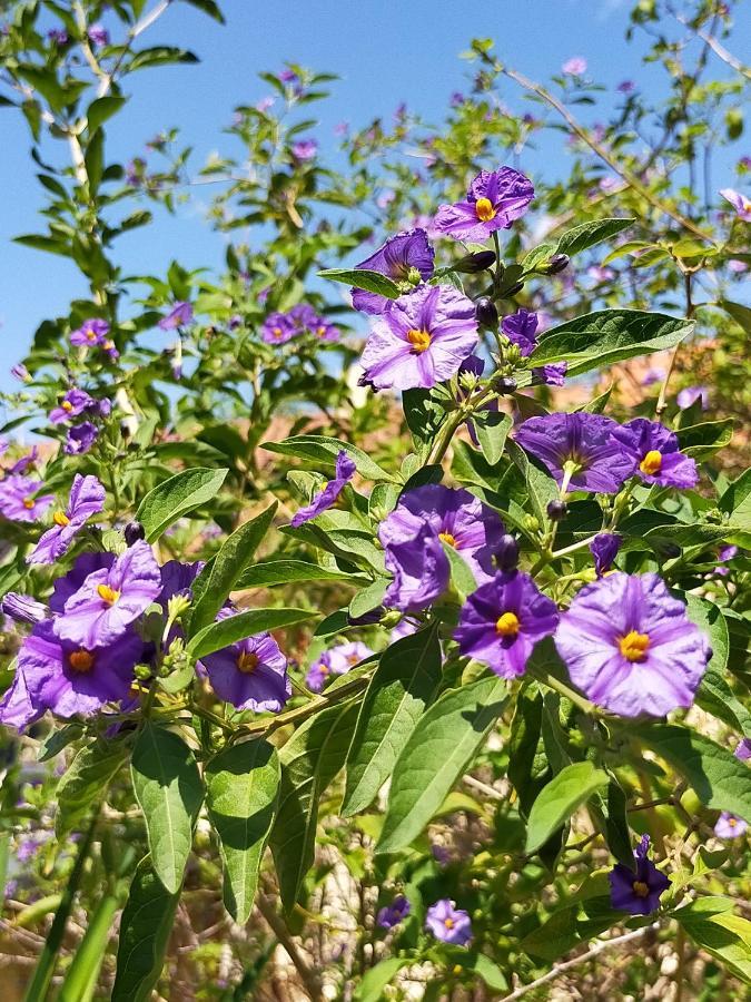 Gite Climatise L'Oisellerie Castelnou Bagian luar foto